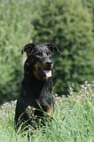 BEAUCERON 063